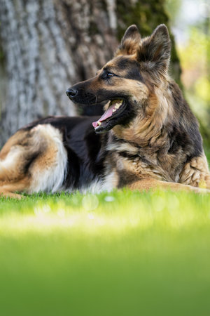 German shepherd dog lying on the grass in the garden in summer dayの写真素材