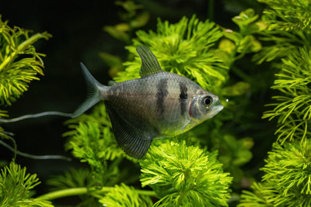 black fish is feeding.