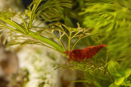 Red shrimp on a plant in an aquarium.の写真素材