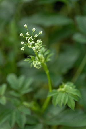 Tiny green boxwort flowers with green leaves.の写真素材