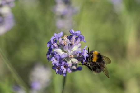 A bumblebee pollinates a lavender flower.の写真素材