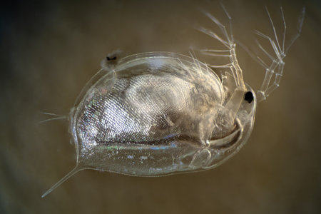 Daphnia is a tiny aquatic animal.の写真素材