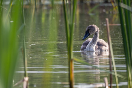 Baby swan bird on the surface of the lake with reeds.の写真素材