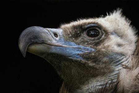 Griffon Vulture (Gyps fulvus) portrait