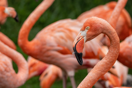 Greater flamingos (Phoenicopterus ruber)の写真素材
