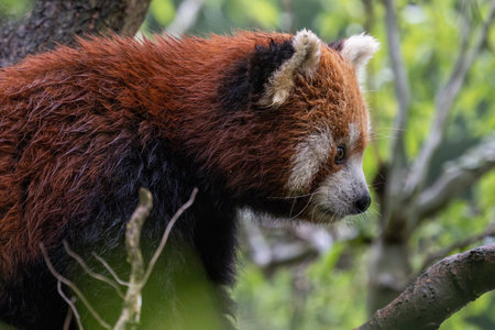 Red panda, Ailurus fulgens, in a tree