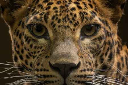 Close-up portrait of a leopard head.の写真素材