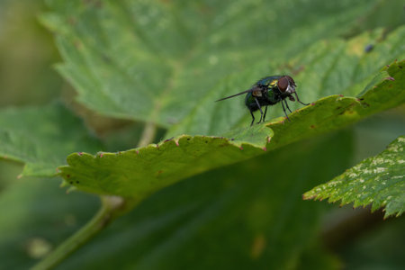 Fly on a green leaf in the garden. Macro shot of fly