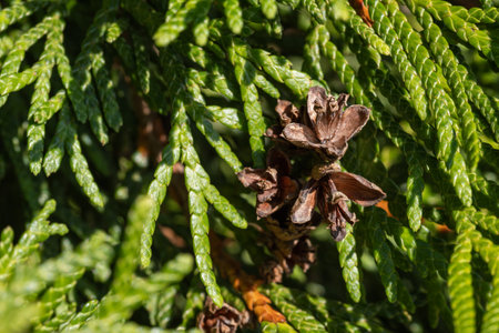 The blossomed flowers of the thuja tree.の写真素材