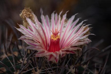 Close up of cactus flower with blurred background, Mammillaria gigantea