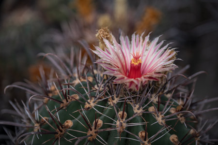Beautiful cactus with pink flower in the botanical garden.