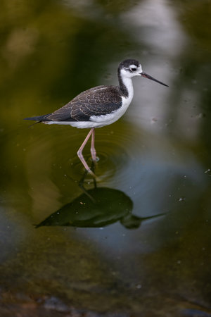 Black-necked stilt (Himantopus himantopus)の写真素材