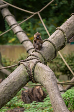 Monkey sitting on a tree branch in a zoological park.