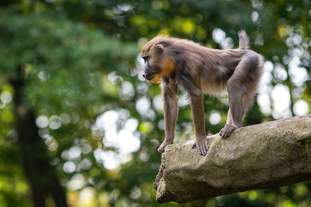 Mandrill (Papio hamadryas) sitting on a rock