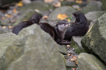 Two European small-clawed otters (Aonyx cinerea)の写真素材