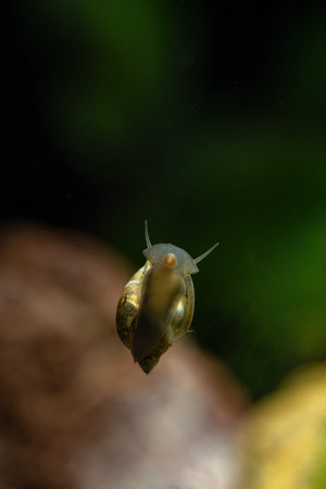 Small tiny water snail on glass.の写真素材