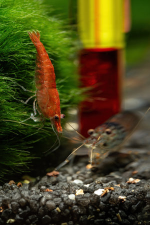 Red shrimp and Japonica shrimp near the bottom of the thermometer.