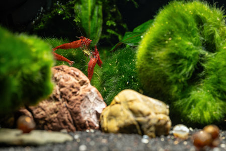 Live red crayfish in the aquarium. Selective focus.