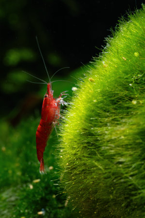 Shrimp in the aquarium. Shrimp on a green background.の写真素材