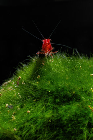 Red grasshopper on a green moss isolated on black background.の写真素材