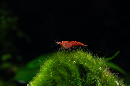 Red shrimp in the aquarium. Shrimp on a green background.の写真素材