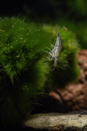 Japonica shrimp underwater in an aquarium.