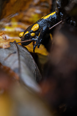 Spotted salamander on a wet ledge.の写真素材