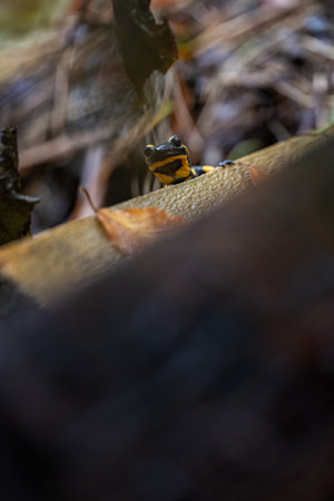 Yellow poison dart frog (Dendrobates salamandra) on a tree