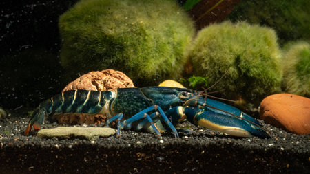 Blue and yellow crayfish in aquarium, closeup of photoの写真素材