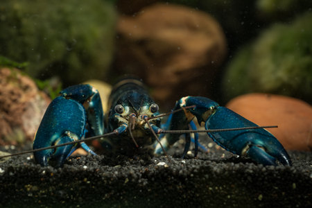 Blue crayfish (Crayfish) in the aquarium.の写真素材