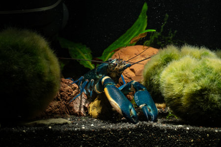 Blue crayfish in the aquarium, closeup of photo.の写真素材