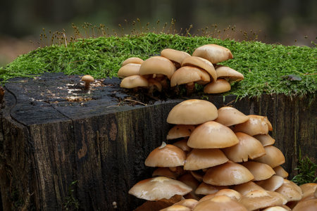 Mushrooms on a stump in the forest, close-up