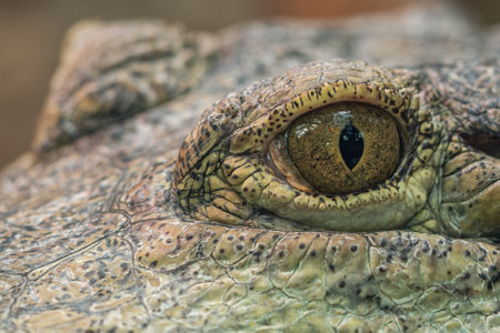 Close up of a crocodile's eye, Pantanal, Brazilの写真素材