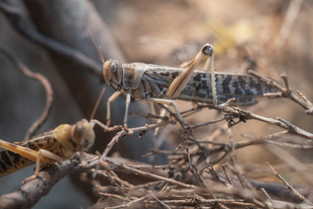 Grasshopper sitting on a tree branch in the nature.