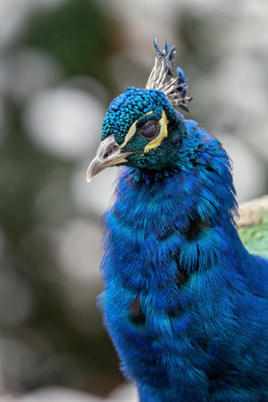 Peacock with closed lid in head detail.の写真素材