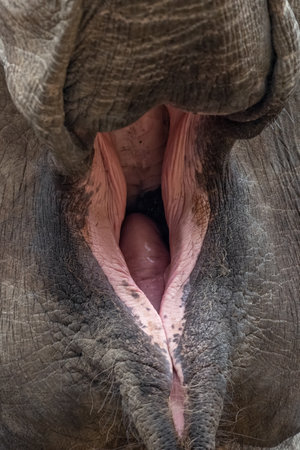Indian elephant with open mouth.の写真素材
