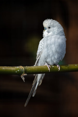 Parakeet on a light blue branch.