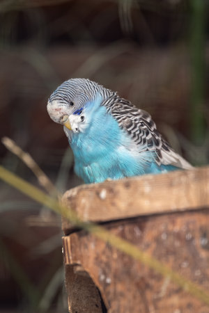 Parakeet on a light blue box.の写真素材