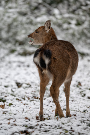 Female Sika vietnamese outdoors in winter.の写真素材