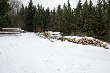 pile of wood in winter forest with snow and trees in background