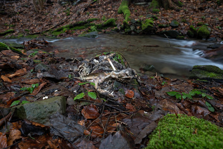 Decomposing body of a dog by the water.の写真素材