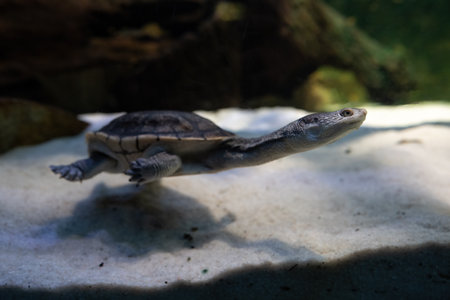Closeup of a baby tortoise in an aquarium, South Africa