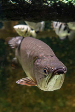 Northern Barramundi fish adult under the surface.