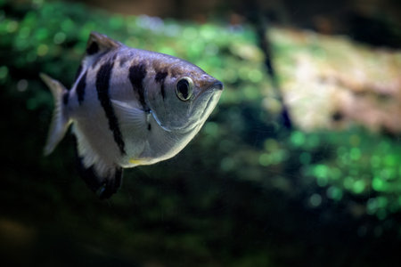 Five-spine stickleback fish under the surface.