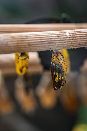 A pupa attached to a stick in the hatchery.