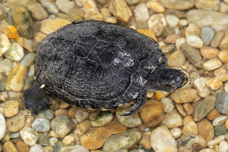 Water turtle in a pond with pebbles.の写真素材