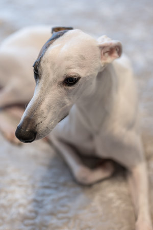 Portrait of a whippet dog. Selective focus.