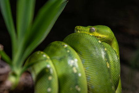 Close up of a green tree python (Python reticulatus)