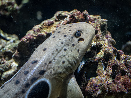 Closeup of the head of an eel swimming in an aquarium