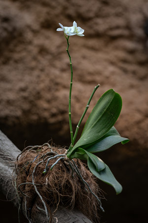 White orchid flower on the stem.